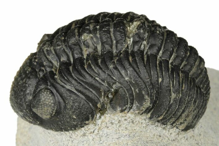 Bargain, Austerops Trilobite - Visible Eye Facets #186724